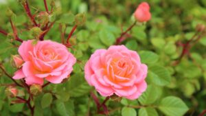 Piante amiche delle rose: ecco quali consociazioni adottare per un roseto spettacolare