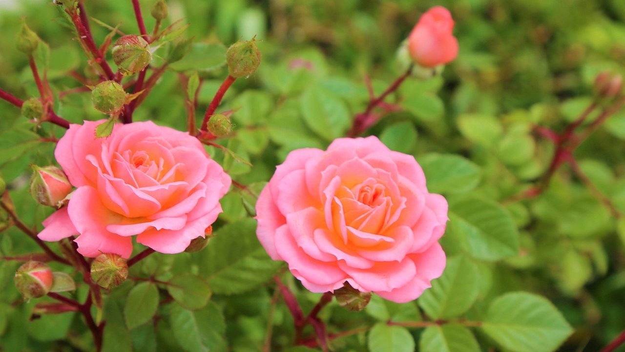 rose piante amiche