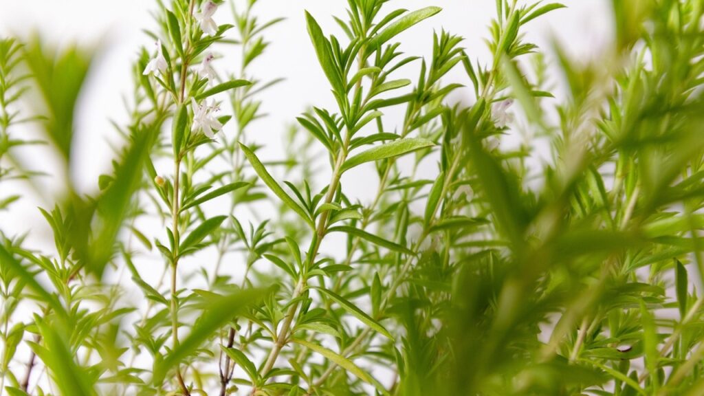 Santoreggia invernale: trucchi e segreti per coltivare questa bella pianta aromatica