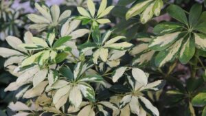 Schefflera: è ora di rinvasarla, ecco come e quando