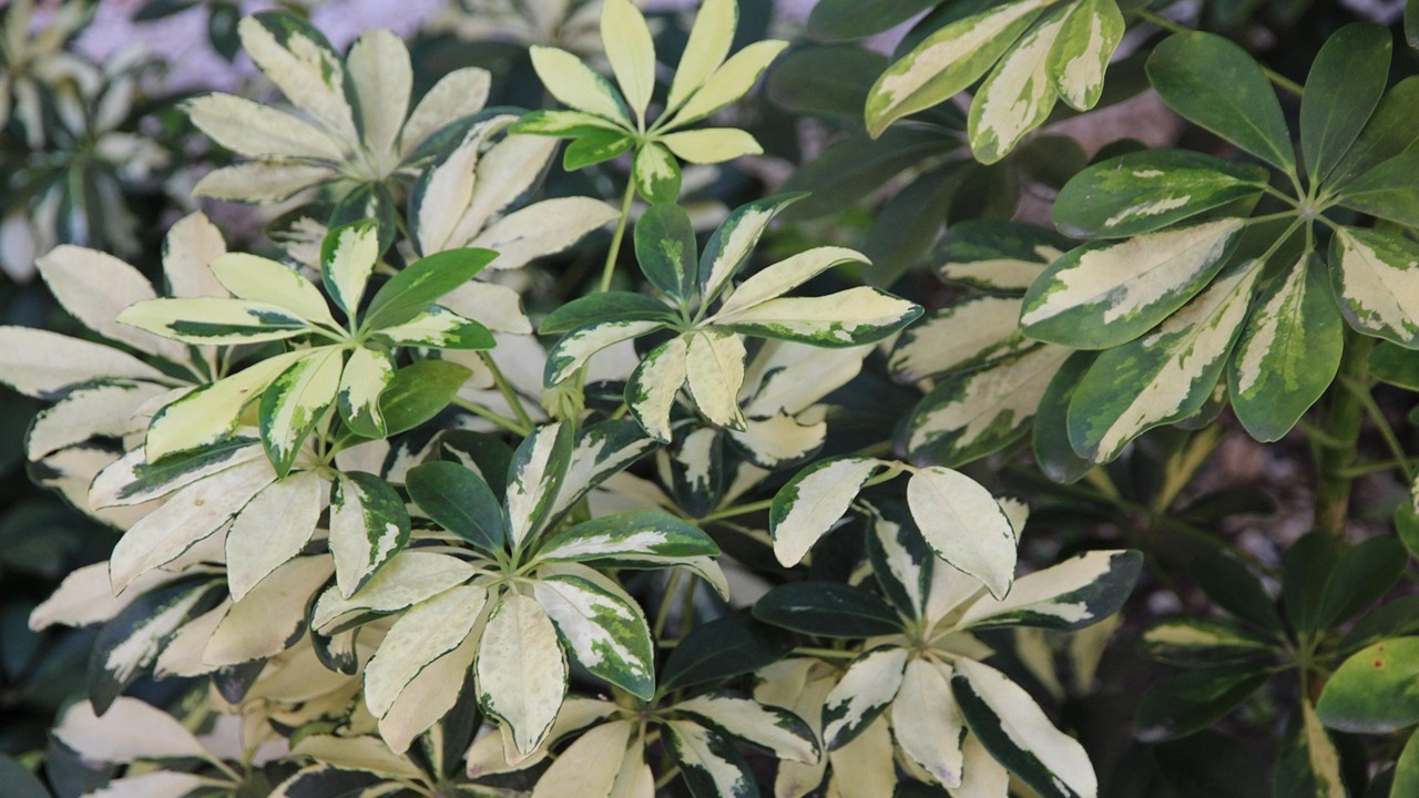 schefflera rinvasare