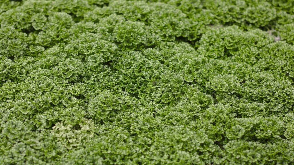 Selaginella apoda: trucchi e segreti per coltivare in casa il “muschio dei prati”