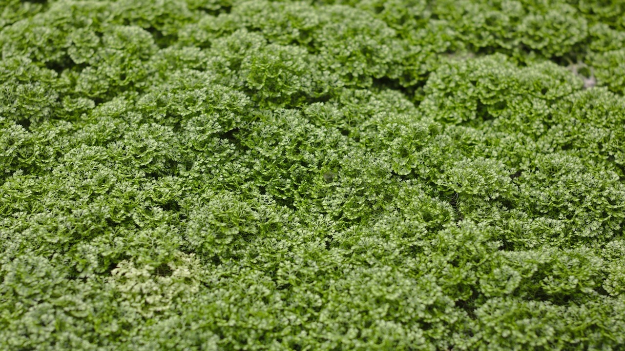 selaginella apoda