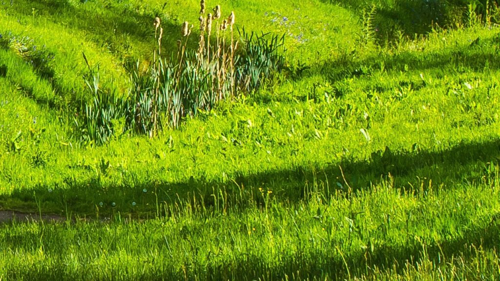 Perché i semi del prato non germogliano? Una causa inaspettata