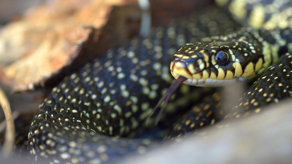 Serpenti come quello giarrettiera o il biacco possono essere utili in giardino?