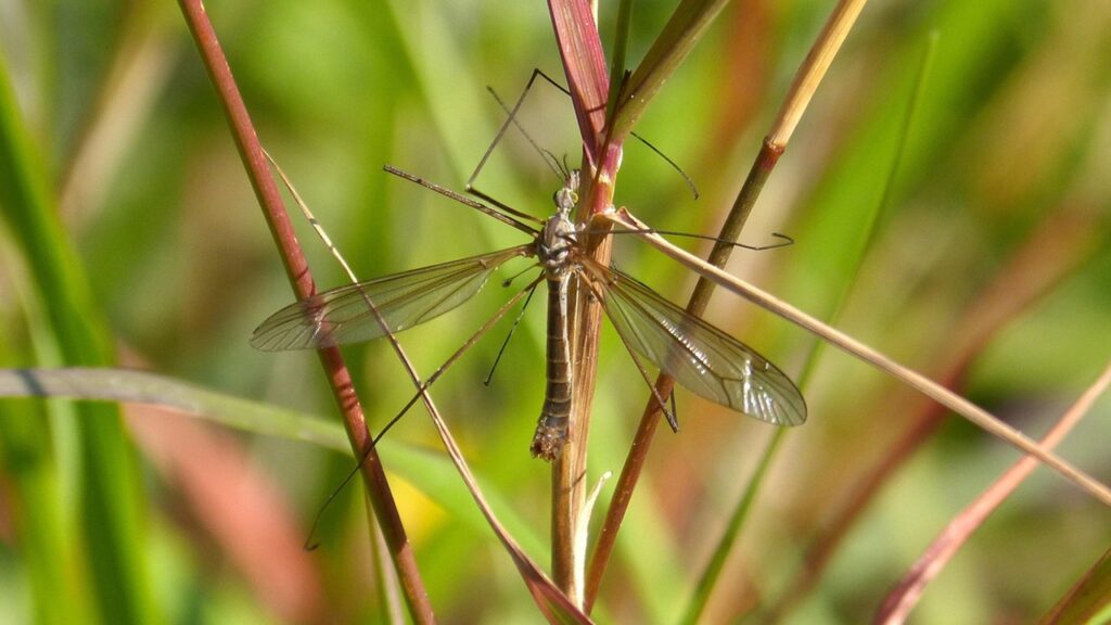 Come eliminare le larve di tipula dal prato?