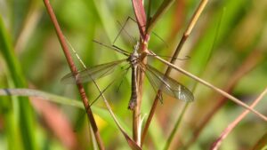 Come eliminare le larve di tipula dal prato?