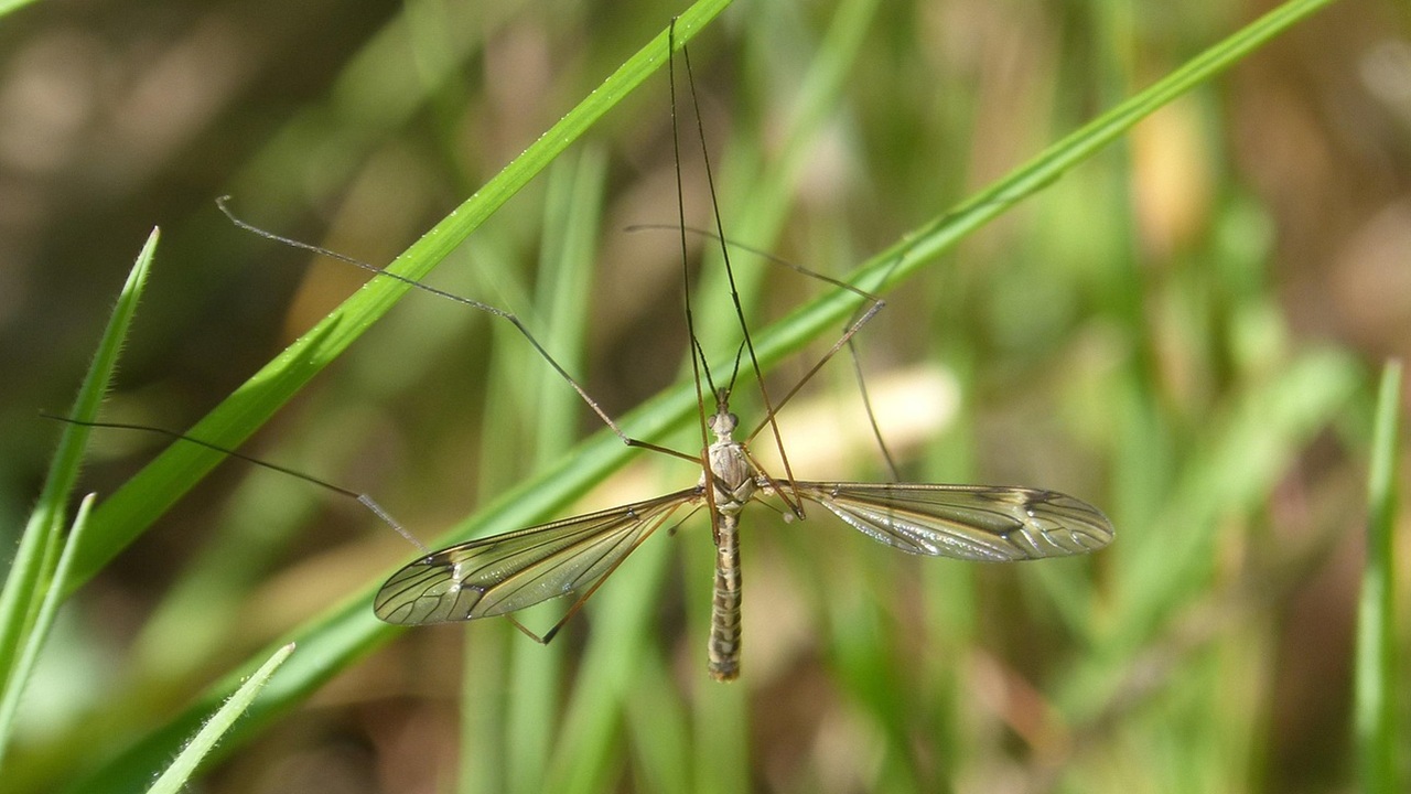 tipula larve