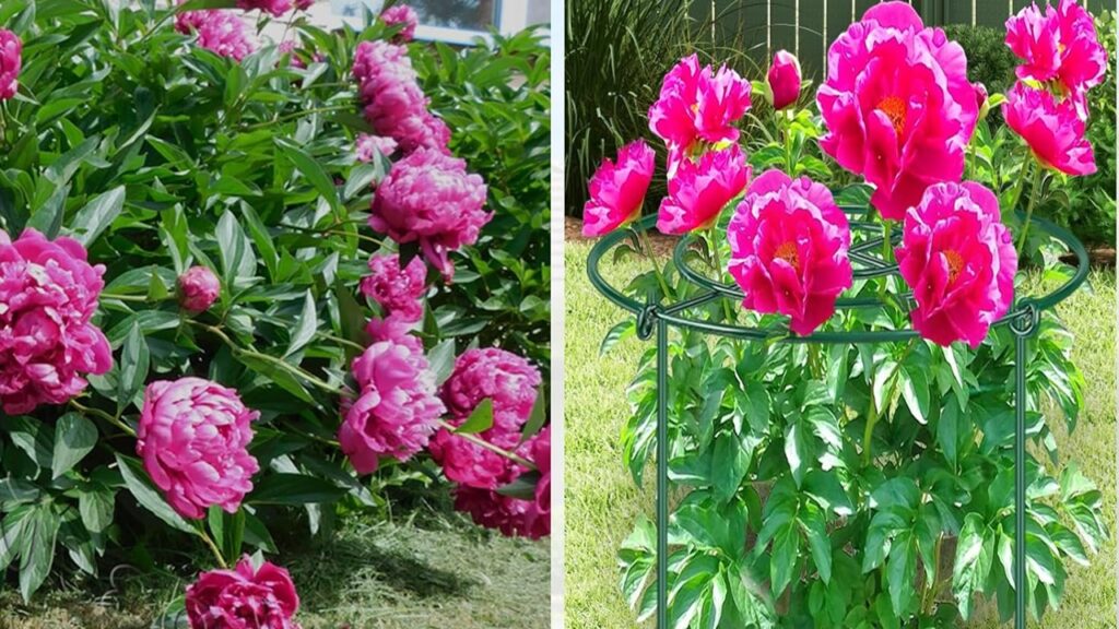 Questo trucco da giardinaggio evita alle peonie di rovesciarsi ogni volta che piove