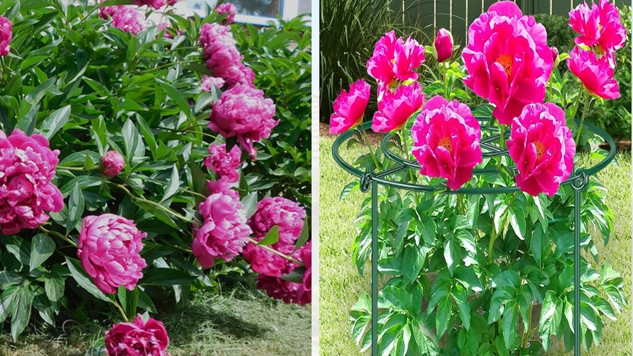 trucco peonie cadute