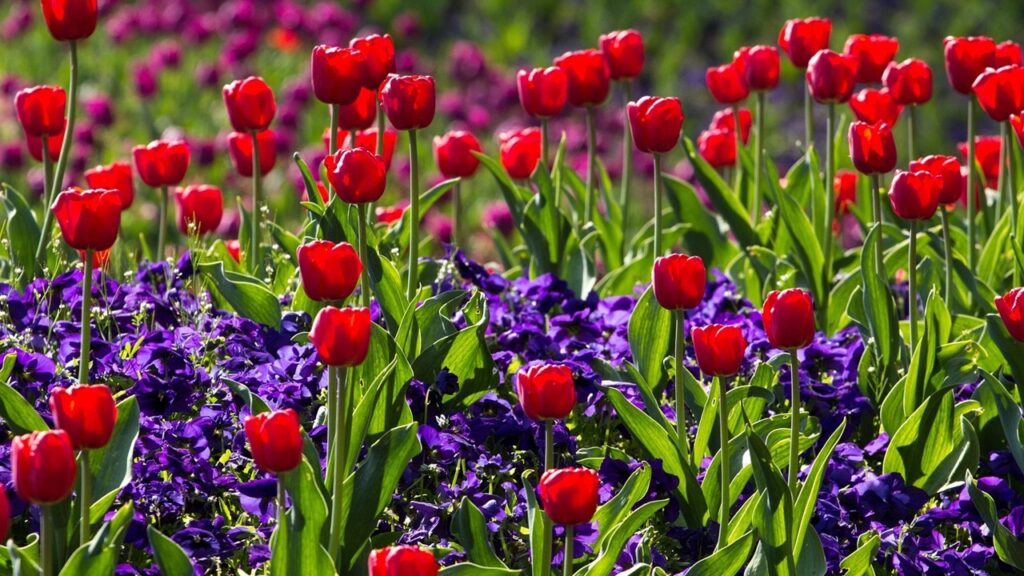 Tulipani bassi in primavera? Potrebbe essere a causa di uno di questi 5 motivi