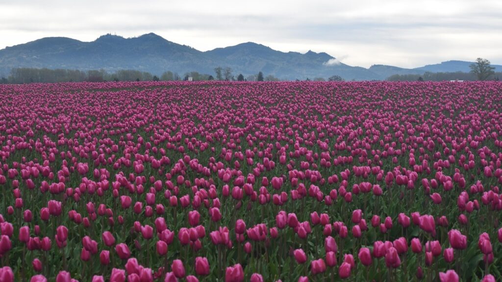 Il trucco per far fiorire i tulipani tutti gli anni