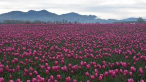 Il trucco per far fiorire i tulipani tutti gli anni