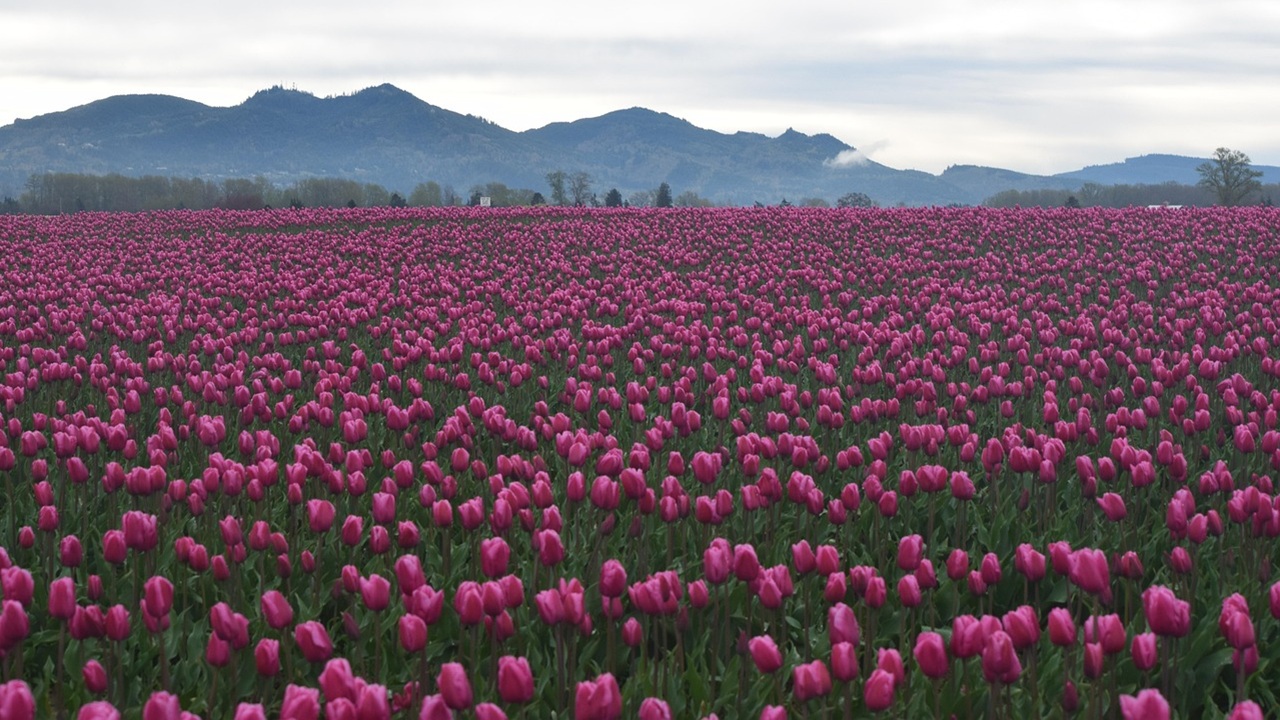 tulipani fiorire