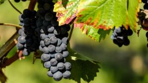 Piante e modi di dire: perché si dice piangere come una vite tagliata?