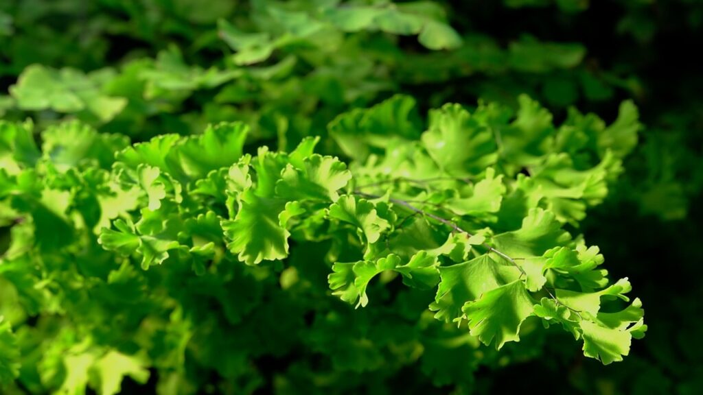 Adiantum Fritz Lüthi: come far prosperare la verdissima felce capelvenere