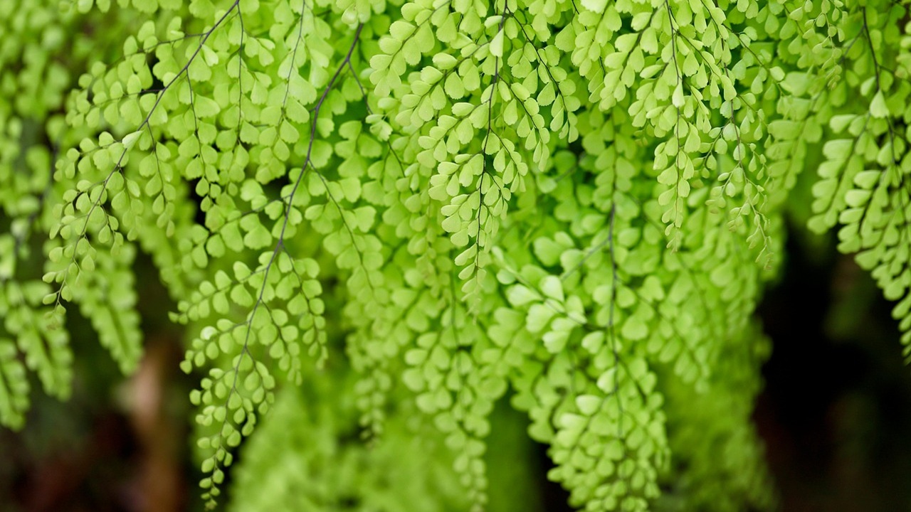 adiantum felce capelvenere