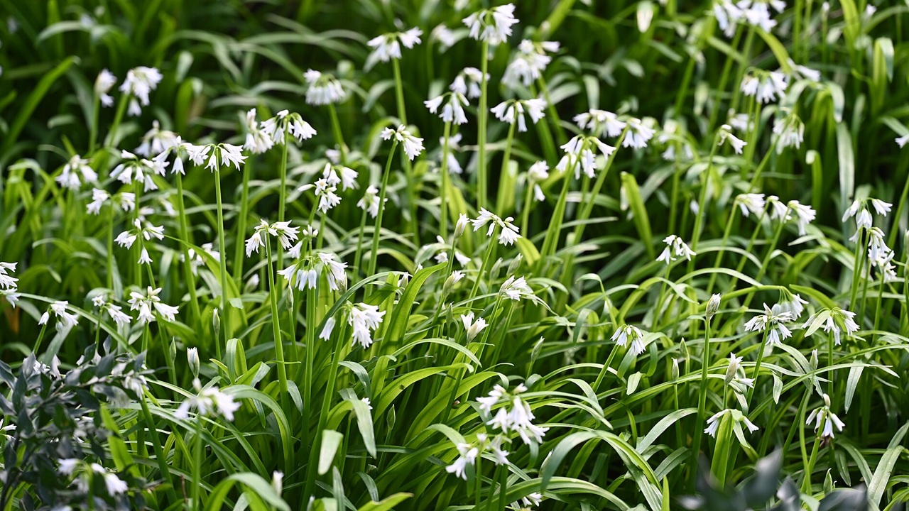 allium triquetrum  fiori