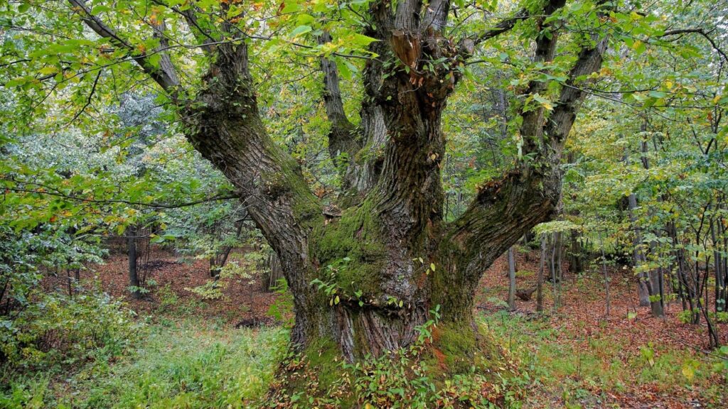 Le piante più longeve: alcune vivono più di 100 anni