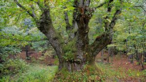 Le piante più longeve: alcune vivono più di 100 anni