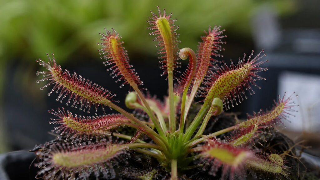 Drosera: la pianta carnivora più facile da coltivare per i principianti