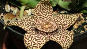Stapelia: il fiore che puzza di carne (e perché vale la pena coltivarlo)