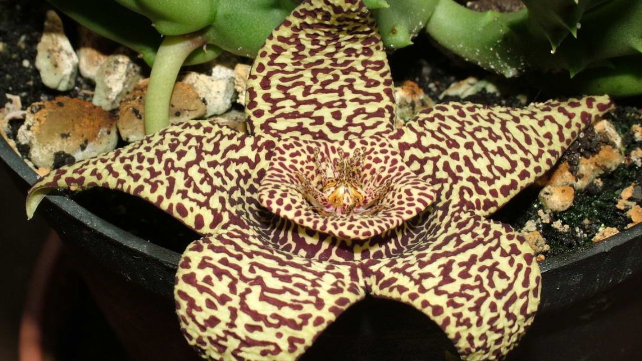 Fiore giallo