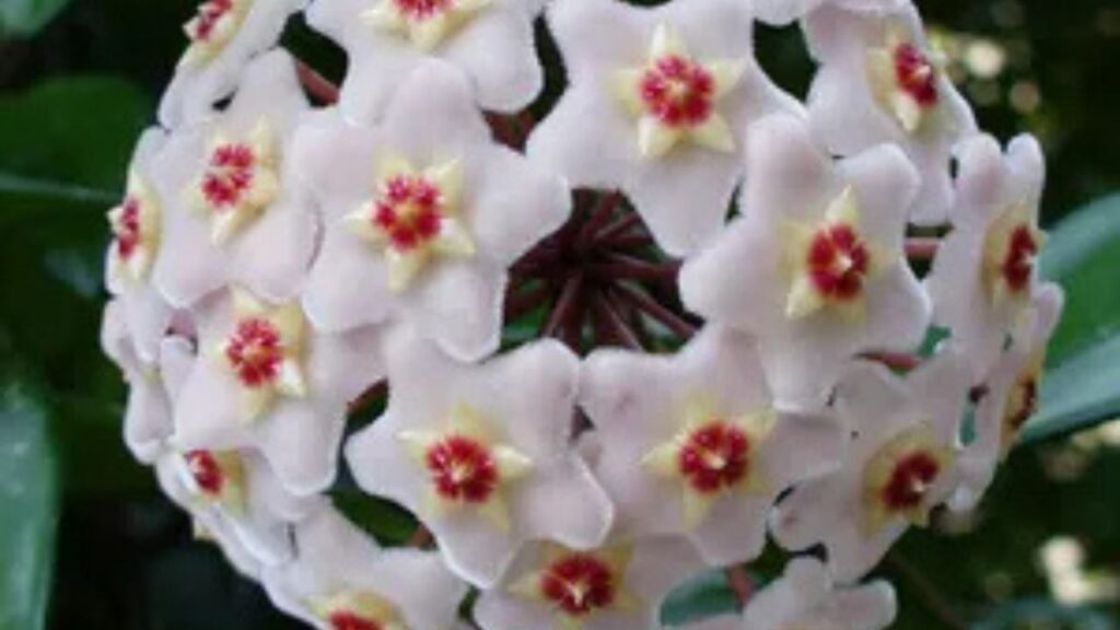 Piccoli fiori