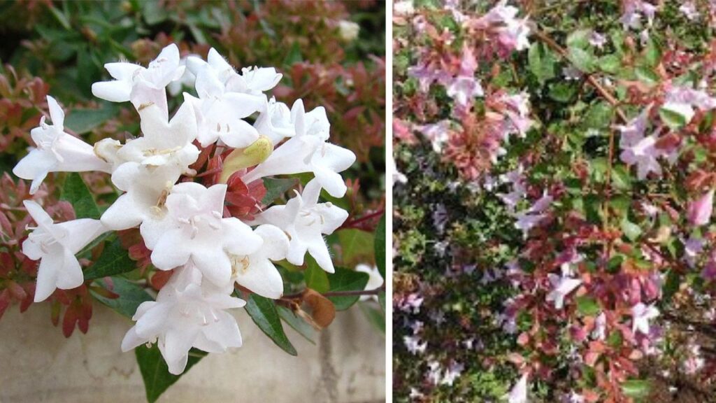 Pianta Abelia
