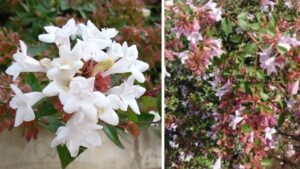 Abelia: la pianta da siepe sempreverde che fiorisce tutta estate