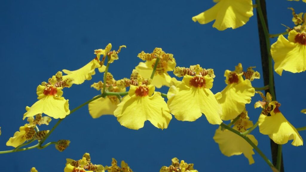 Piccoli fiori gialli