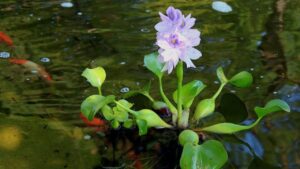 Giacinto d’acqua: la pianta galleggiante che depura l’acqua del laghetto
