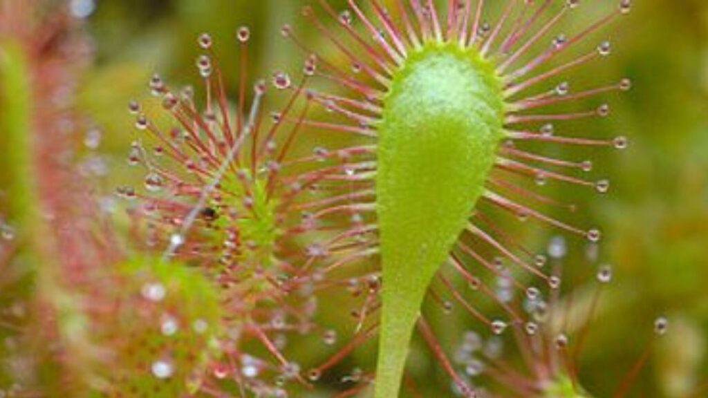 Drosera in primo piano