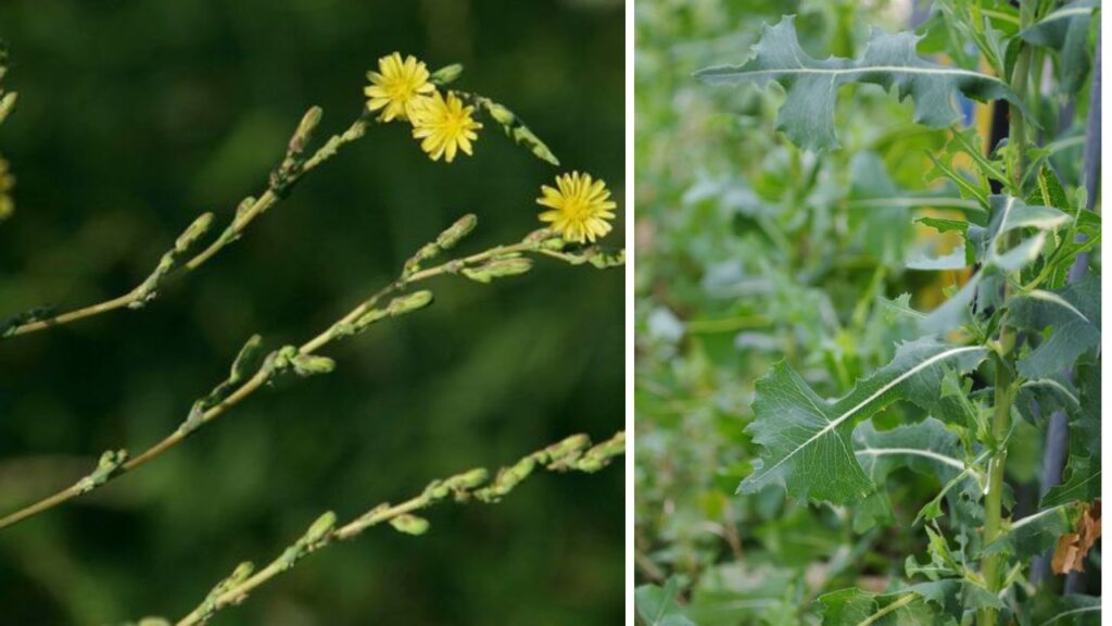 Lattuga selvatica: usi e benefici di una pianta spesso sottovalutata
