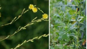 Lattuga selvatica: usi e benefici di una pianta spesso sottovalutata