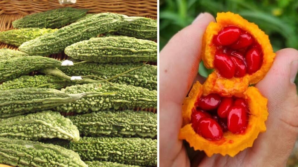 Melone amaro, frutto deciso che può rivoluzionare il benessere con potenzialità sorprendenti