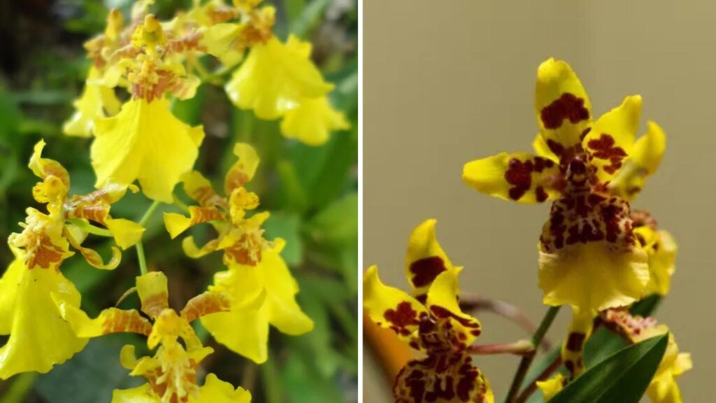 Orchidea Oncidium: quella che balla — come farla fiorire ogni anno
