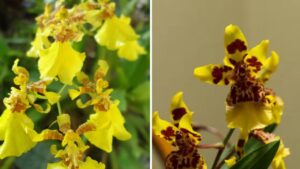 Orchidea Oncidium: quella che balla — come farla fiorire ogni anno