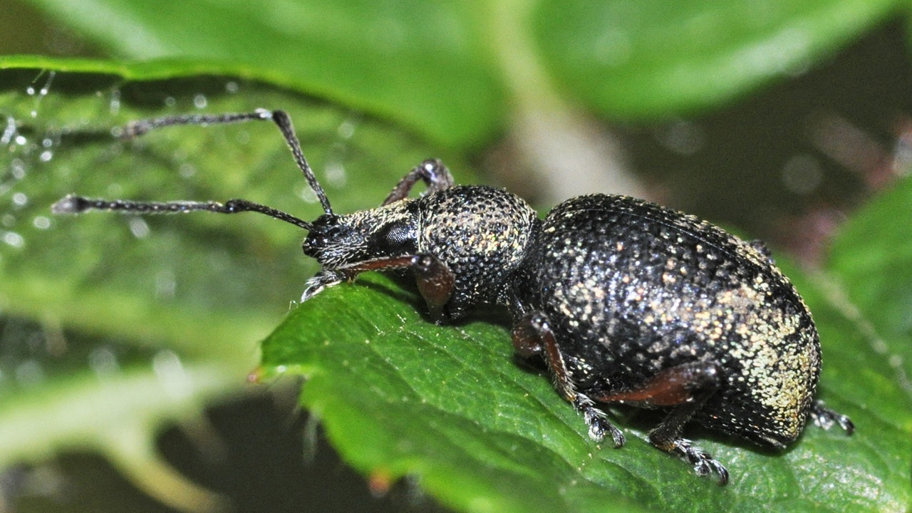 oziorrinco
