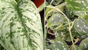 Scindapsus pictus: simile al pothos ma con foglie argentate