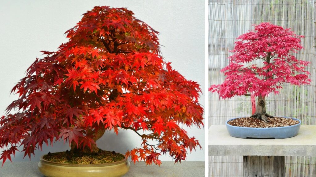 Acero bonsai: come esaltare i colori autunnali