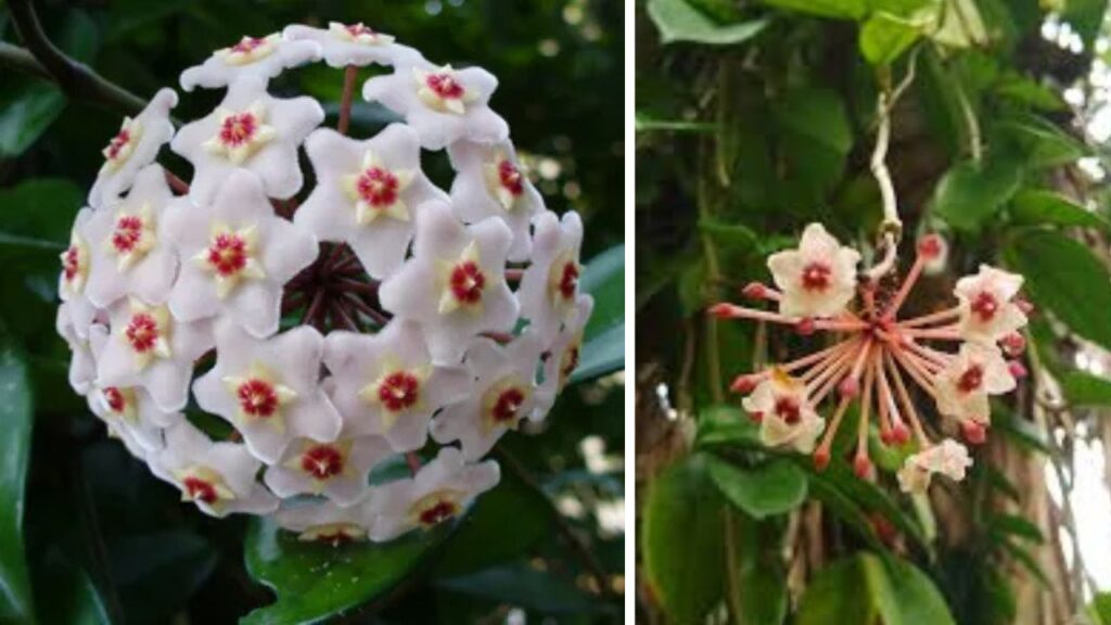 Hoya carnosa: il fiore di cera che profuma di miele