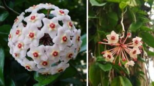 Hoya carnosa: il fiore di cera che profuma di miele