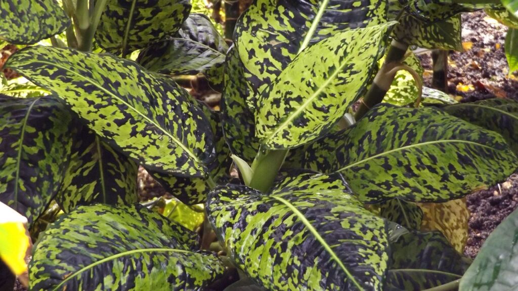 Dieffenbachia: bellissima ma attenzione, è tossica — tutto quello che c’è da sapere