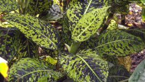 Dieffenbachia: bellissima ma attenzione, è tossica — tutto quello che c’è da sapere