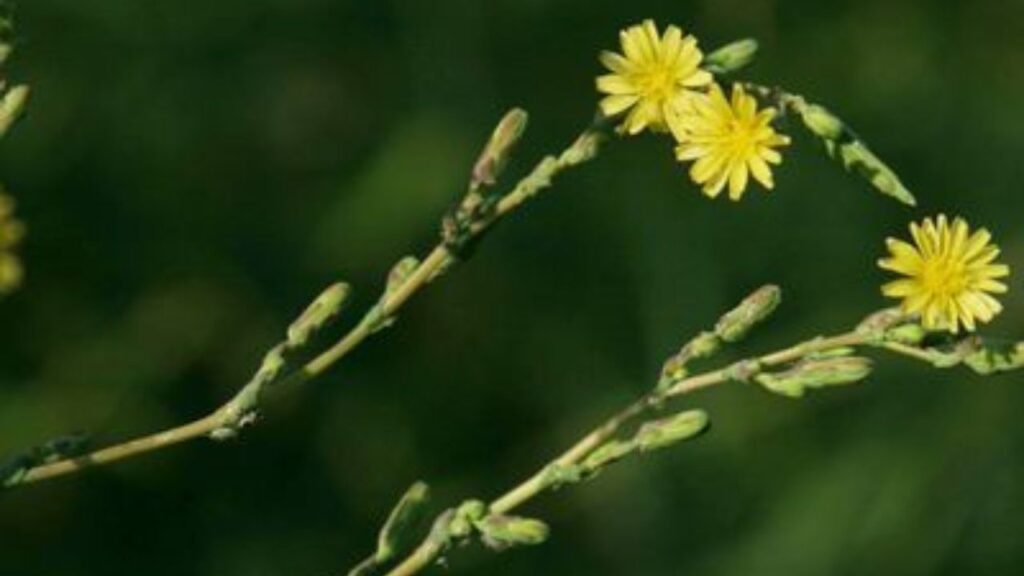 Fiori della lattuga