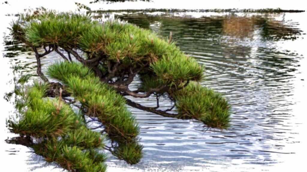 Pianta che si affaccia sul corso d’acqua