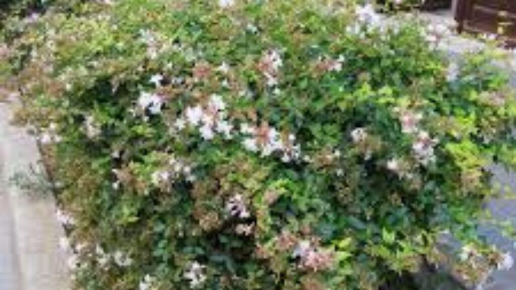 Siepe in fiore