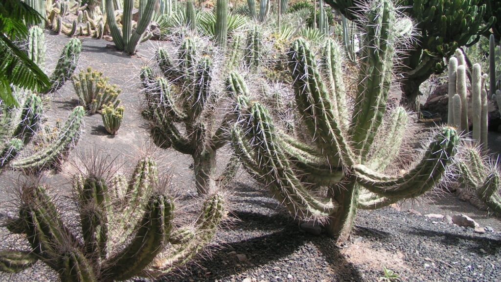 Stetsonia coryne: trucchi e segreti per coltivare il cactus candelabro
