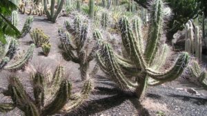 Stetsonia coryne: trucchi e segreti per coltivare il cactus candelabro